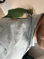 Tamme pyrrhura 125 euro inclusief grote kooi, Dieren en Toebehoren, Vogels | Parkieten en Papegaaien, Geslacht onbekend, Parkiet