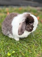 Mooie minilop dekram aangeboden, Mannelijk, Dwerg