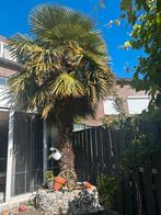 Trachycarpus fortunei 3m for sale, Ophalen of Verzenden, Volle zon, Overige soorten