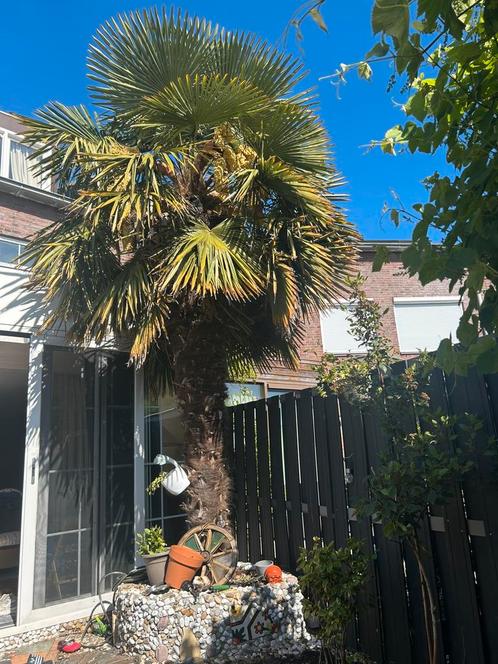 Trachycarpus fortunei 3m for sale, Tuin en Terras, Planten | Bomen, Overige soorten, Volle zon, Ophalen of Verzenden