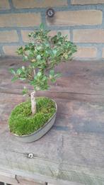 Bonsai Ilex, Halfschaduw, Overige soorten, Lente, Minder dan 100 cm