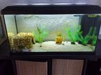 Aquarium met Axolotl Juwel Primo 110 81x36x45 cm Zwart Ca. 1, Dieren en Toebehoren, Ophalen, Zo goed als nieuw, Gevuld zoetwateraquarium