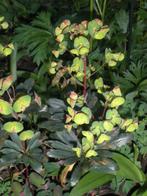 Wolfsmelk., Overige soorten, Volle zon, Vaste plant, Ophalen of Verzenden
