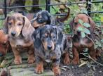 Dwerg Teckel gladhaar teckel pups mogen verhuizen, Dieren en Toebehoren, CDV (hondenziekte), 8 tot 15 weken, Korthaar, Dwerg