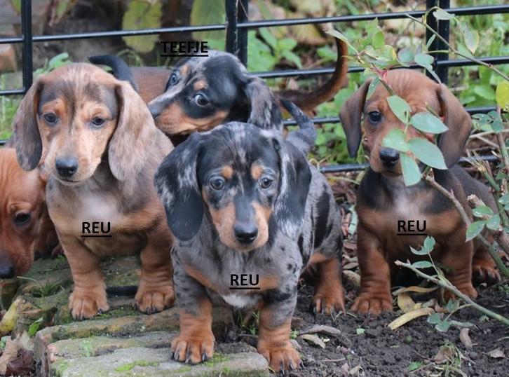 Dwerg Teckel gladhaar teckel pups mogen verhuizen, Dieren en Toebehoren, Honden | Teckels en Dashonden, Meerdere dieren, Korthaar