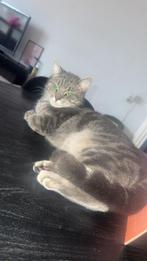 Gouden mandje lieve poes gezocht, Dieren en Toebehoren, Katten en Kittens | Overige Katten, Poes