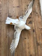 taxidermy zilvermeeuw, Ophalen, Vogel, Opgezet dier