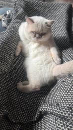 Britse korthaar dekkater, 0 tot 2 jaar
