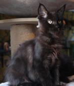 2 x black smoke Maine Coon kittens, Dieren en Toebehoren, Katten en Kittens | Raskatten | Langhaar, Meerdere dieren, Gechipt, 0 tot 2 jaar