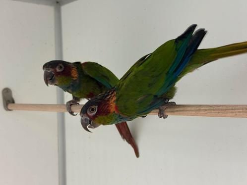 Blauwkeelparkiet - Pyrrhura cruentata, Dieren en Toebehoren, Vogels | Parkieten en Papegaaien, Parkiet, Meerdere dieren, Geringd