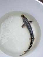 Mooie diamantsteur, Dieren en Toebehoren, Vissen | Vijvervissen, Steur