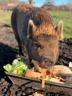 Gottinger varken, gratis af te halen., Dieren en Toebehoren, Schapen, Geiten en Varkens, Vrouwelijk, Varken, 3 tot 5 jaar