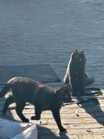 Kittens 7 maanden, Poes