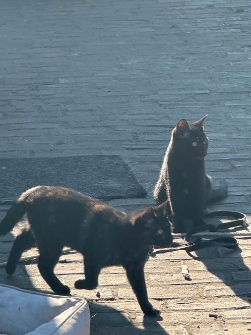 Kittens 7 maanden, Dieren en Toebehoren, Katten en Kittens | Overige Katten, Poes