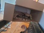 Ball pythons, Dieren en Toebehoren, Ophalen