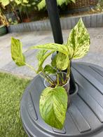 Epipremnum marble Queen, Huis en Inrichting, Kamerplanten, Ophalen of Verzenden, Overige soorten, Minder dan 100 cm