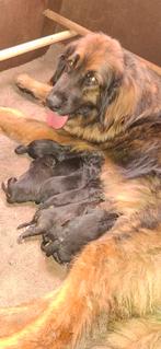 Leonberger x  bernersennen pups, Dieren en Toebehoren, CDV (hondenziekte), 8 tot 15 weken, Groot, Meerdere