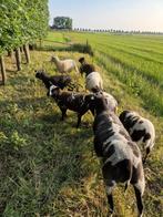 Bonte schapen, Dieren en Toebehoren, Schapen, Geiten en Varkens, Meerdere dieren, Schaap