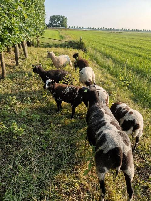 Bonte schapen, Dieren en Toebehoren, Schapen, Geiten en Varkens, Schaap, Meerdere dieren