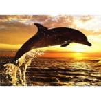 Dolphin sunset kaart bij Stichting Superwens!, Nieuw, Ophalen of Verzenden