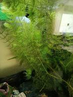Hoornblad/waterpest, Dieren en Toebehoren, Vissen | Aquaria en Toebehoren, Ophalen, Plant(en), Steen of Hout