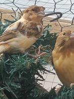Harleyken kanarie rode Agat 2025, Dieren en Toebehoren, Vogels | Kanaries, Meerdere dieren, Kleurkanarie