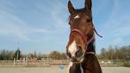 bijrijder bont paard nijkerk, Dieren en Toebehoren, Paarden, Merrie, 160 tot 165 cm, 3 tot 6 jaar