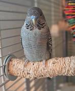 Blackface split blackwing man, Mannelijk, Parkiet, Geringd