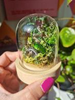 Opgezette insect in mini stolp en agaat edelsteen deco, Huis en Inrichting, Ophalen of Verzenden, Nieuw