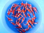 koi, Tosai van 16 verschillende Japanse koi kwekers, Karper of Koi