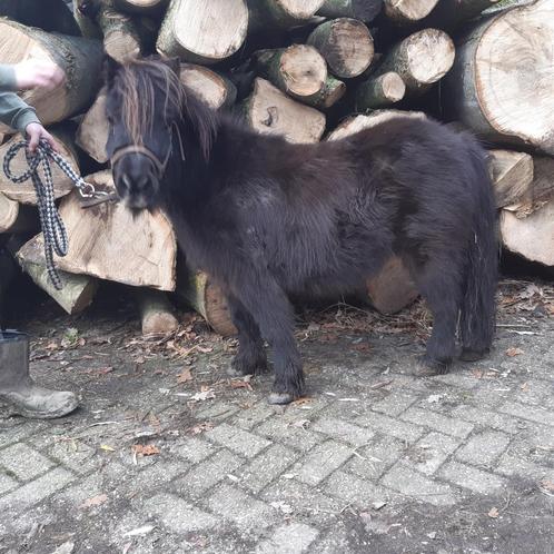 Super lieve kindvriedelijke shetje 80 en 95 cm, Dieren en Toebehoren, Paarden en Pony's | Dekhengsten en Fokmerries, Merrie