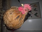 Fonzie zoekt harem, Dieren en Toebehoren, Pluimvee, Mannelijk, Kip