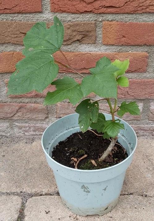Gelderse roos, sneeuwbal, Viburnum opulus Bio, Tuin en Terras, Planten | Struiken en Hagen, Struik, Overige soorten, 100 tot 250 cm