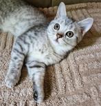 Brits britse Korthaar kitten silver tabby katertje, Kater, Gechipt
