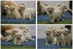 Golden Retriever Pups - Zorgvuldig gefokt met Stamboom, Golden retriever, Rabiës (hondsdolheid), 8 tot 15 weken, Meerdere