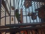 4 Pyrrhura's, Dieren en Toebehoren, Meerdere dieren, Parkiet