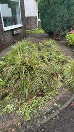 Siergras, Tuin en Terras, Planten | Tuinplanten, Ophalen, Zomer, Siergrassen, Volle zon