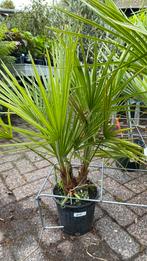 Palm chamaerobs, Ophalen, Bloeit niet, Overige soorten, Volle zon