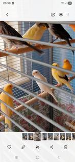 Kanaries alle 5 in een koop, Dieren en Toebehoren, Vogels | Overige Vogels, Mannelijk