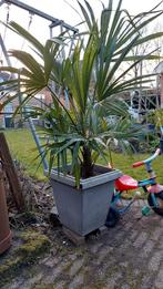 Palmboom winterhard, Volle zon, Ophalen of Verzenden, 100 tot 250 cm, Zomer