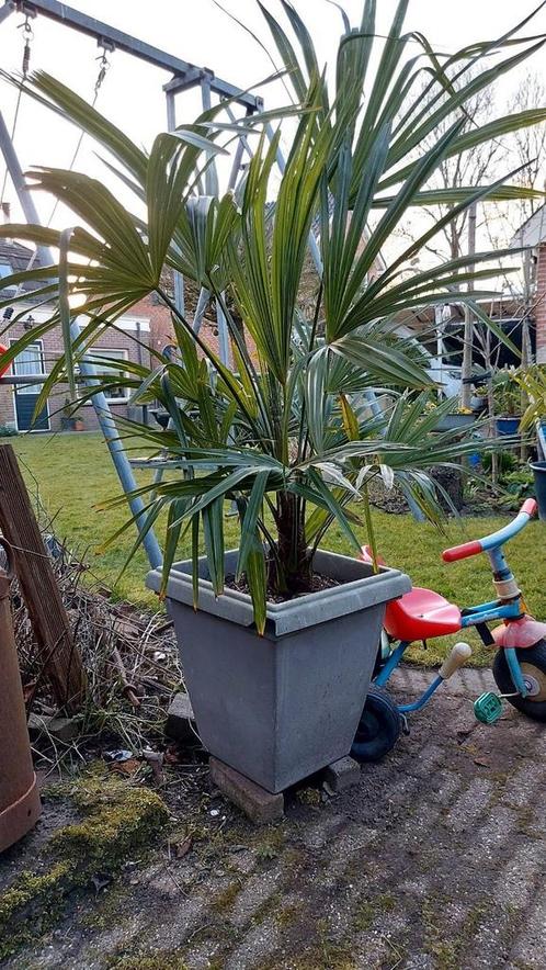 Palmboom winterhard, Tuin en Terras, Planten | Bomen, Palmboom, 100 tot 250 cm, Volle zon, Zomer, Ophalen of Verzenden