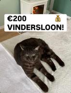 Poes vermist!, Kat