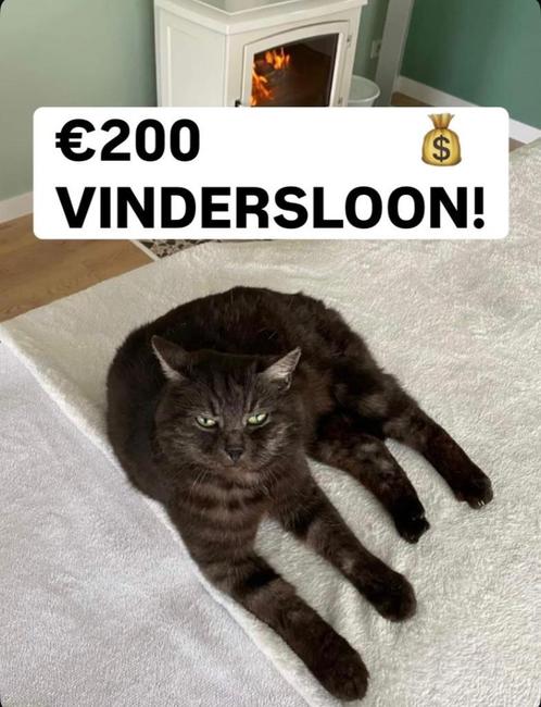 Poes vermist!, Dieren en Toebehoren, Vermiste en Gevonden Dieren, Kat