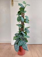 Scindapsus Pictus Silvery Ann - Epipremnum / Pothos H: 90 cm, Huis en Inrichting, Kamerplanten, Ophalen, Overige soorten, Halfschaduw