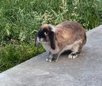 Franse hangoor X (Antwerpen), Dieren en Toebehoren, Konijnen, Vrouwelijk, Groot, Hangoor