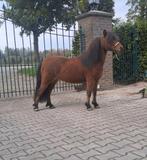 Mooie drachtige NMPRS merrie, Merrie, Gechipt, Niet van toepassing, A pony (tot 1.17m)
