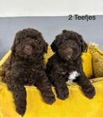 Labradoodle pups mini, Dieren en Toebehoren, Nederland, Overige rassen, 8 tot 15 weken, Meerdere