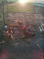 Kippen en hanen, Dieren en Toebehoren