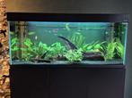 Aquarium AQUAEL 240 liter zgan, Dieren en Toebehoren, Vissen | Aquaria en Toebehoren, Ophalen, Zo goed als nieuw, Leeg aquarium