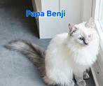 Ragdoll kitten bleu points, op zoek naar goeden mandje!, Dieren en Toebehoren, Katten en Kittens | Raskatten | Korthaar, Meerdere dieren